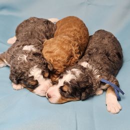 Aussiedoodle and Double Doodle Puppies from Parrish Precious Ones Texas