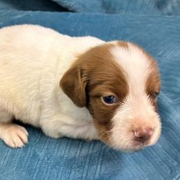 Sage boy 1 - White and orange male Brittany puppy in Floyd Knobs, Indiana from Cross Creek Brittanys