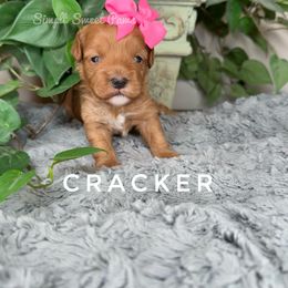 Cracker-Pink Collar - Red female Cavapoo puppy in South Jordan, Utah from Simply Sweet Paws. LLC