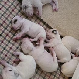 Braque du Bourbonnais Puppies from Steady Wind Braque du Bourbonnais Pointers