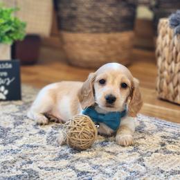 AKC Meet River :) - Piebald male Dachshund puppy in Centerville, Iowa from Barnyard Dachshunds, Dals & Doodles