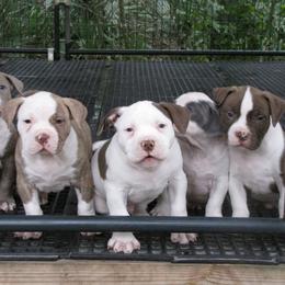 American Bully Puppies from Bolt Action Kennel