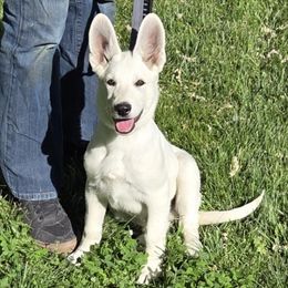 Boy 2 - White male German Shepherd puppy in Tonopah, Nevada from Mercy's White Shepherds