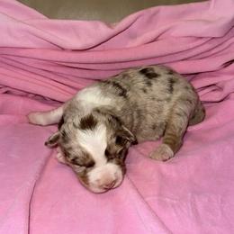 Red merle - White and red merle female Border Collie puppy in Henagar, Alabama from Ridge Kap Border Collies