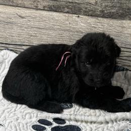 Hami pink - Black female German Shepherd puppy in Herrick, South Dakota from Dakota Shepherds Kennels