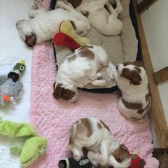 Irish Red and White Setter Puppies from Waidman IRWS
