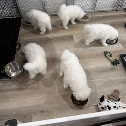 Samoyed Puppies from Southern Roux Samoyeds