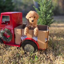 Dulce - Red  female Goldendoodle puppy in Leander, Texas from Doodle Doula