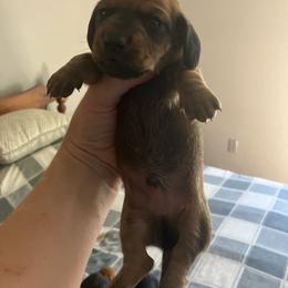 Rocket - Red male Dachshund puppy in Brave, Pennsylvania from Maple Moon Dachshunds