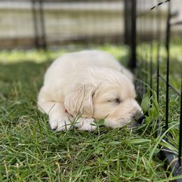 Golden Retriever Puppies from Journeyman Goldens
