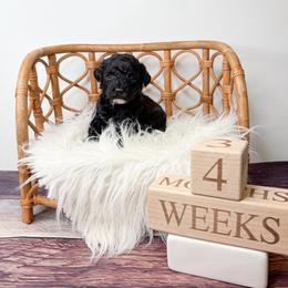 Cuba - Black female Goldendoodle puppy in from Pink Poodles and Doodles