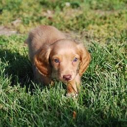 AKC Duke - Dapple male Dachshund puppy in Billings, Missouri from Bundles of Joy