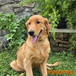 Peaches - Golden Retriever