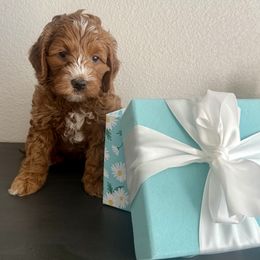 Blue boy - Apricot male Goldendoodle puppy in Nampa,, Idaho from Clig Doodle Days