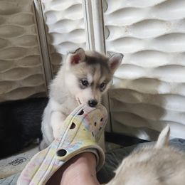 Siberian Husky Puppies from Spirit of the Moon Siberians