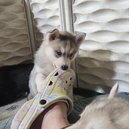 Siberian Husky Puppies from Spirit of the Moon Siberians