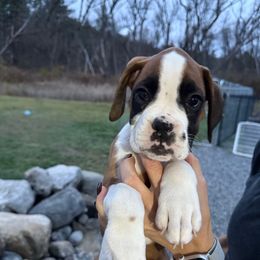 Ash - Fawn male Boxer puppy in Jamesville, New York from Reynolds Homestead Boxers