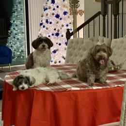 Havanese from Paw Print Havanese