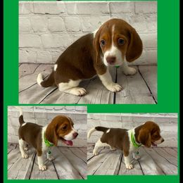 Girl 2 - Brown and white female Beagle puppy in Hollister, California from 831 Beagles