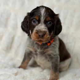 Orange girl - Liver white and tan female English Springer Spaniel puppy in Fairfield, California from Goldridge Springers