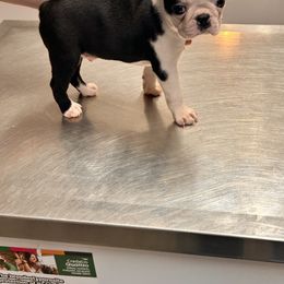 Boston Terrier and French Bulldog Puppies from 3B Kennels-Beth’s Best Boston’s