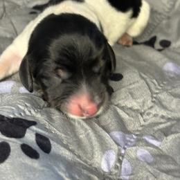 Boy 1 - Piebald male Dachshund puppy in Vancouver, Washington from Cascade Minis