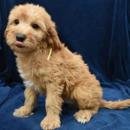 Apollo - Apricot male Goldendoodle puppy in Jasper, Indiana from Hilltop Pups LLC