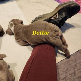 Bulldog Puppies from Wiggle Butts Bulldogs
