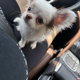 Eddy - Cream and white male Chihuahua puppy in Brooklyn, New York from Cuties 4 You