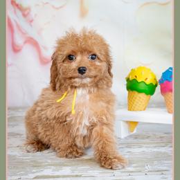 Remy - Red female Cockapoo puppy in Connersville, Indiana from Deaz Doodle Ranch