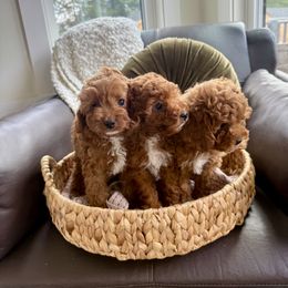Cavapoo Puppies from Cedar Creek Farm