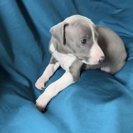 Niccolo - Blue male Italian Greyhound puppy in Plains, Georgia from Amayz Italian Greyhounds