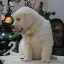 Golden Retriever Puppies from OC Goldens