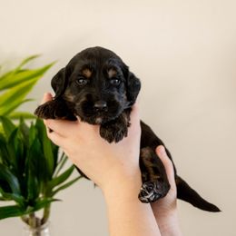 Winifred Sanderson - Phantom female Goldendoodle puppy in New River, Arizona from Sonoran Standard Doodles
