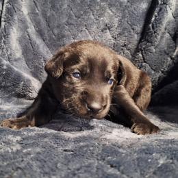 Bo - Black male Labrador Retriever puppy in Bemidji, Minnesota from Northern Star Elite Quality Labrador Retrievers