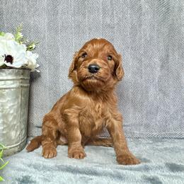 Brady - Red male Irish Doodle puppy in Hammond, Wisconsin from Queen of the Hill Puppies