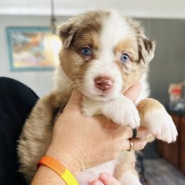 Churro - Red merle male Australian Shepherd puppy in Williston, Florida from Over The Rainbow Aussies