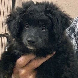 Nacho - Black and white male Aussiedoodle puppy in Nacogdoches, Texas from BA Mini Poodles