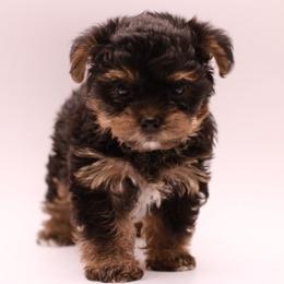 Yorkshire Terriers from JosRora Yorkies