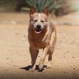 Ziggy (AKC) - Australian Cattle Dog