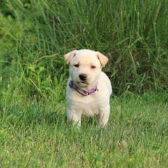 Carolina Dog Puppies from Williams Sweet Carolina