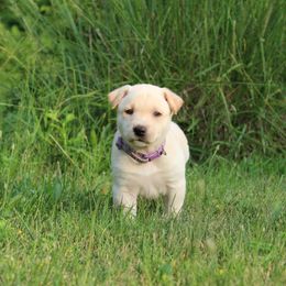 Carolina Dog Puppies from Williams Sweet Carolina