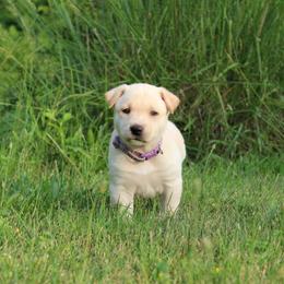 Carolina Dog Puppies from Williams Sweet Carolina
