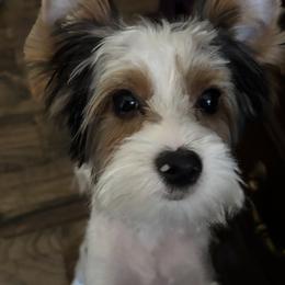 Max - Parti male Yorkshire Terrier puppy in Wagoner, Oklahoma from Rosenthal Yorkies