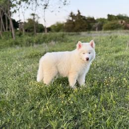 Pomsky and Siberian Husky Puppies from A-Dream Pomsky Kennel