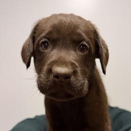 Brown - Chocolate male Labrador Retriever puppy in Middleton, New Hampshire from Tag Hollow