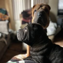 Chinese Shar-Pei All Grown Up from Bilderbear Shar-Pei