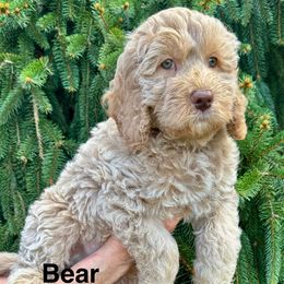 Bear (Claw) - Cream male Goldendoodle puppy in Newark, Ohio from Valleydayle Doodles and Wheatens