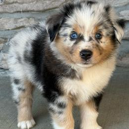Cruz - Blue merle male Miniature Australian Shepherd puppy in Cunningham, Tennessee from Copper Creek Aussies