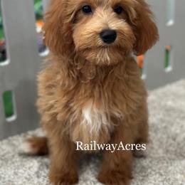 Zander - Red  male Goldendoodle puppy in Milford, Indiana from Railway Acres Kennel